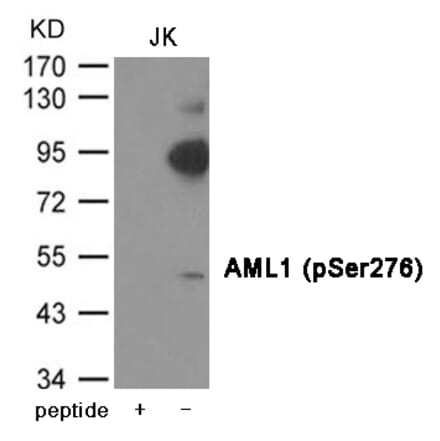 Western blot - AML1 (Phospho-Ser276) Antibody from Signalway Antibody (12002) - Antibodies.com