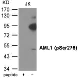 Western blot - AML1 (Phospho-Ser276) Antibody from Signalway Antibody (12002) - Antibodies.com