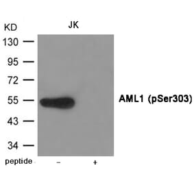 Western blot - AML1 (Phospho-Ser303) Antibody from Signalway Antibody (12003) - Antibodies.com