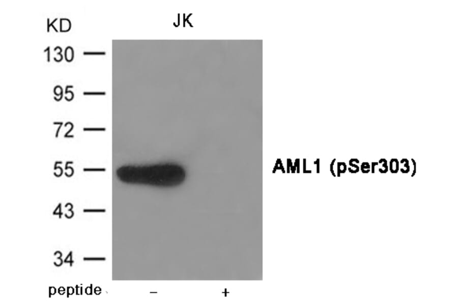 Western blot - AML1 (Phospho-Ser303) Antibody from Signalway Antibody (12003) - Antibodies.com