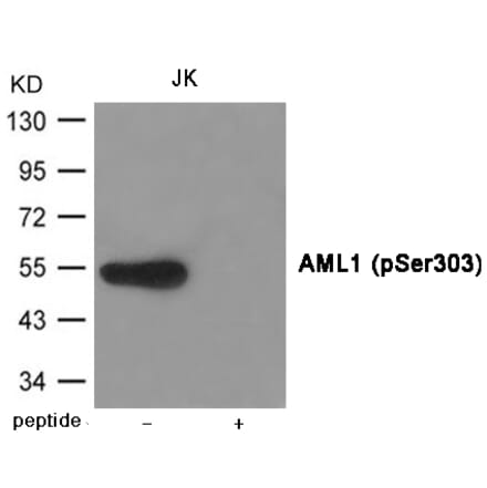 Western blot - AML1 (Phospho-Ser303) Antibody from Signalway Antibody (12003) - Antibodies.com