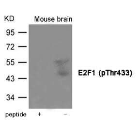 Western blot - E2F1 (Phospho-Thr433) Antibody from Signalway Antibody (12006) - Antibodies.com