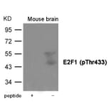 Western blot - E2F1 (Phospho-Thr433) Antibody from Signalway Antibody (12006) - Antibodies.com