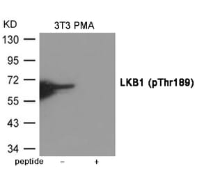 Western blot - LKB1 (Phospho-Thr189) Antibody from Signalway Antibody (12029) - Antibodies.com