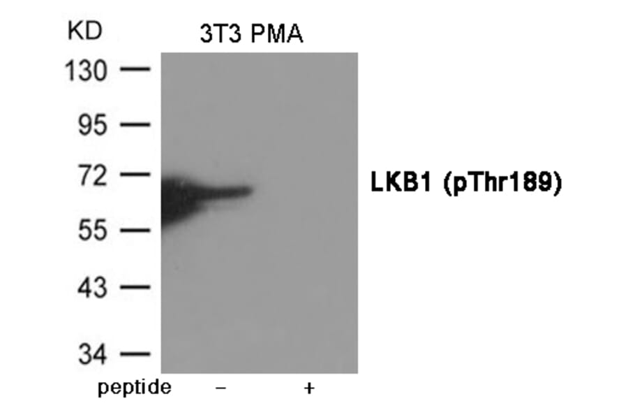 Western blot - LKB1 (Phospho-Thr189) Antibody from Signalway Antibody (12029) - Antibodies.com