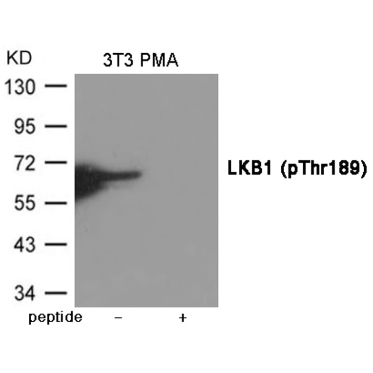 Western blot - LKB1 (Phospho-Thr189) Antibody from Signalway Antibody (12029) - Antibodies.com