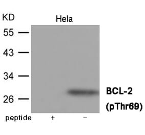 Western blot - BCL-2 (Phospho-Thr69) Antibody from Signalway Antibody (12036) - Antibodies.com