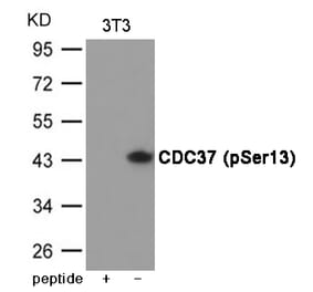 Western blot - CDC37 (Phospho-Ser13) Antibody from Signalway Antibody (12049) - Antibodies.com