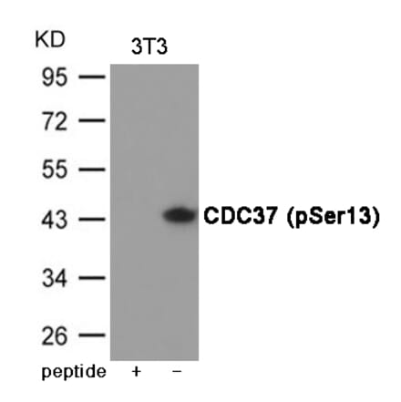 Western blot - CDC37 (Phospho-Ser13) Antibody from Signalway Antibody (12049) - Antibodies.com