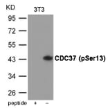 Western blot - CDC37 (Phospho-Ser13) Antibody from Signalway Antibody (12049) - Antibodies.com