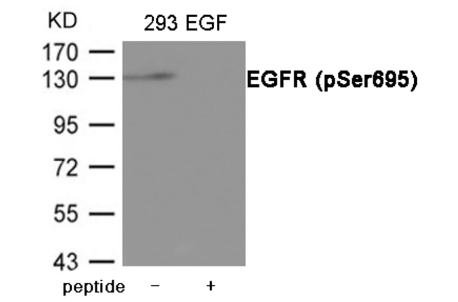 Western blot - EGFR (Phospho-Ser695) Antibody from Signalway Antibody (12077) - Antibodies.com