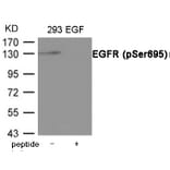 Western blot - EGFR (Phospho-Ser695) Antibody from Signalway Antibody (12077) - Antibodies.com
