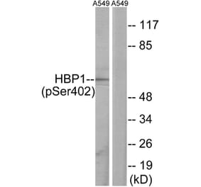 Western blot - HBP1 (Phospho-Ser402) Antibody from Signalway Antibody (12107) - Antibodies.com