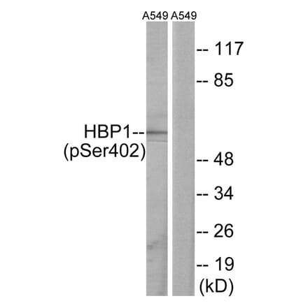 Western blot - HBP1 (Phospho-Ser402) Antibody from Signalway Antibody (12107) - Antibodies.com