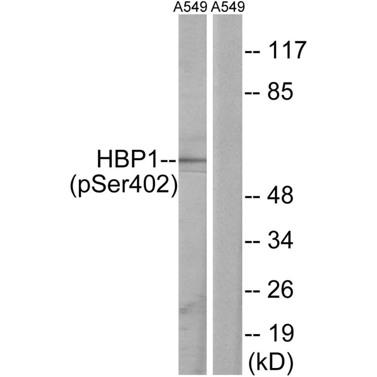 Western blot - HBP1 (Phospho-Ser402) Antibody from Signalway Antibody (12107) - Antibodies.com