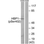 Western blot - HBP1 (Phospho-Ser402) Antibody from Signalway Antibody (12107) - Antibodies.com