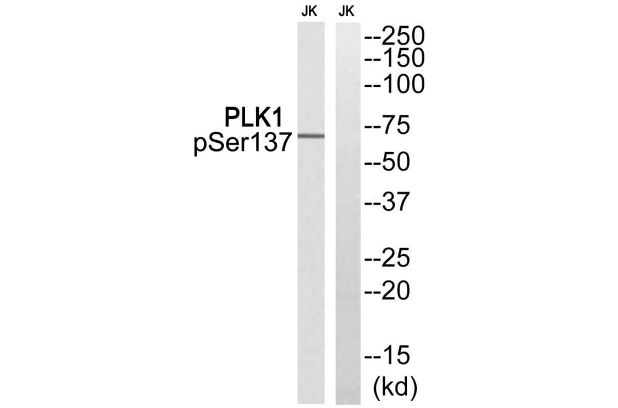 Western blot - PLK1 (Phospho-Ser137) Antibody from Signalway Antibody (12118) - Antibodies.com