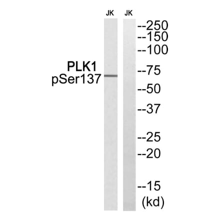 Western blot - PLK1 (Phospho-Ser137) Antibody from Signalway Antibody (12118) - Antibodies.com