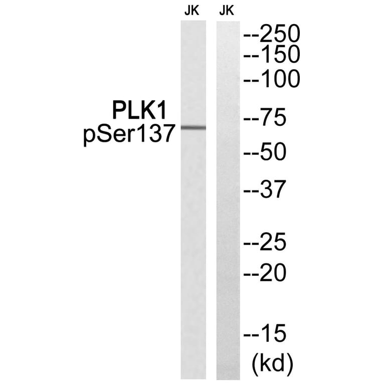 Western blot - PLK1 (Phospho-Ser137) Antibody from Signalway Antibody (12118) - Antibodies.com