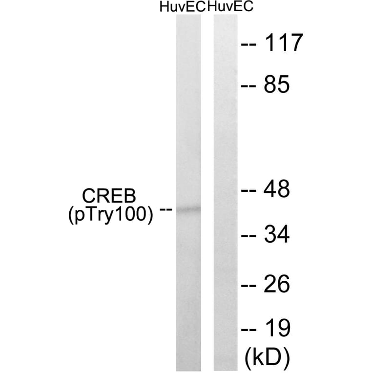 Western blot - CREB (Phospho-Thr100) Antibody from Signalway Antibody (12133) - Antibodies.com