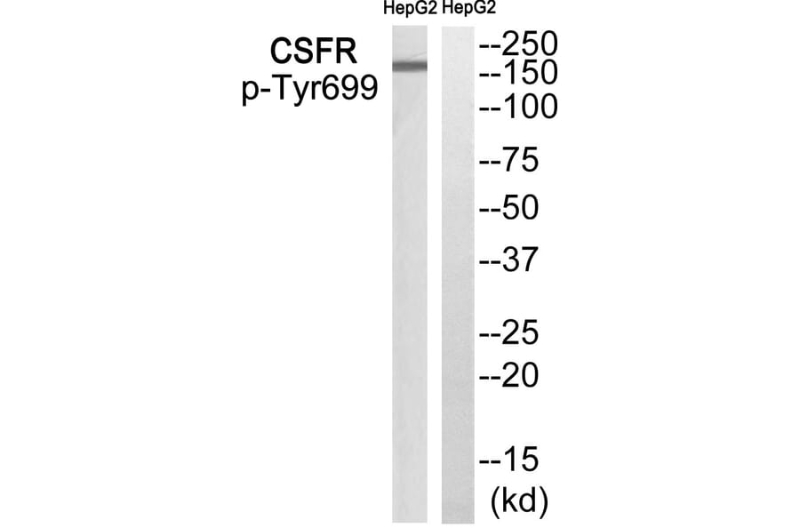 Western blot - CSFR (Phospho-Tyr699) Antibody from Signalway Antibody (12134) - Antibodies.com