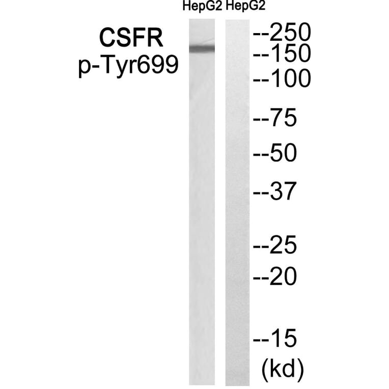 Western blot - CSFR (Phospho-Tyr699) Antibody from Signalway Antibody (12134) - Antibodies.com
