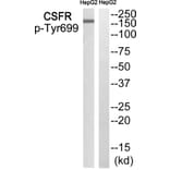 Western blot - CSFR (Phospho-Tyr699) Antibody from Signalway Antibody (12134) - Antibodies.com