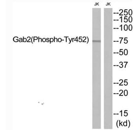 Western blot - Gab2 (Phospho-Tyr452) Antibody from Signalway Antibody (12139) - Antibodies.com