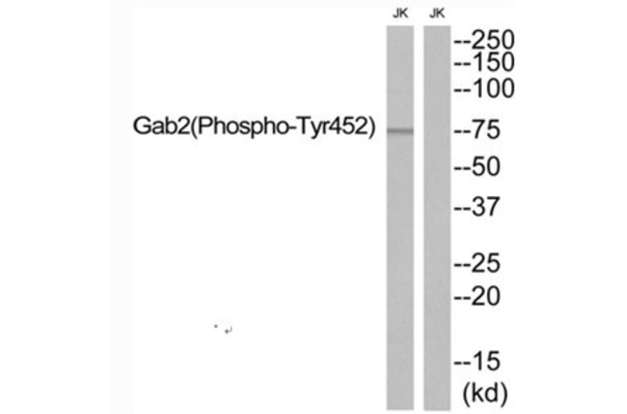 Western blot - Gab2 (Phospho-Tyr452) Antibody from Signalway Antibody (12139) - Antibodies.com