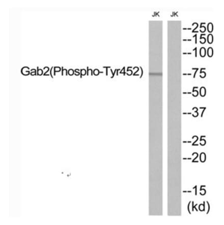 Western blot - Gab2 (Phospho-Tyr452) Antibody from Signalway Antibody (12139) - Antibodies.com