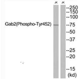 Western blot - Gab2 (Phospho-Tyr452) Antibody from Signalway Antibody (12139) - Antibodies.com