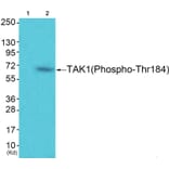 Western blot - TAK1 (Phospho-Thr184) Antibody from Signalway Antibody (12153) - Antibodies.com