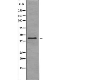 Western blot - RAD9 (Phospho-Ser272) Antibody from Signalway Antibody (12411) - Antibodies.com