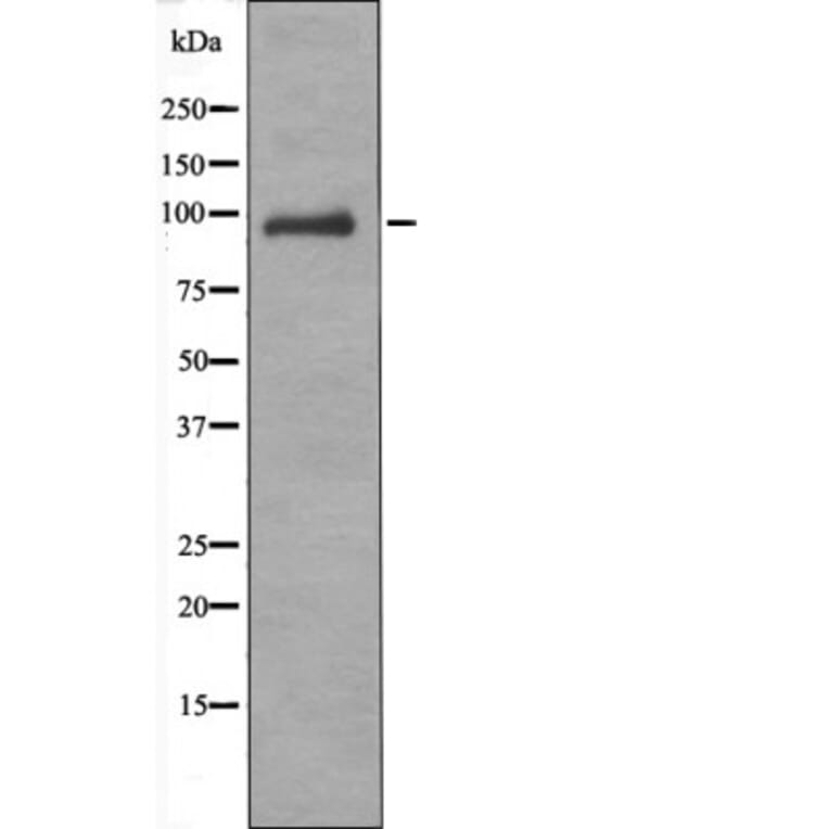 Western blot - VAV1 (Phospho-Tyr160) Antibody from Signalway Antibody (12412) - Antibodies.com