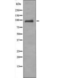 Western blot - VAV1 (Phospho-Tyr160) Antibody from Signalway Antibody (12412) - Antibodies.com