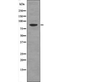 Western blot - TLK1 (Phospho-Ser764) Antibody from Signalway Antibody (12419) - Antibodies.com