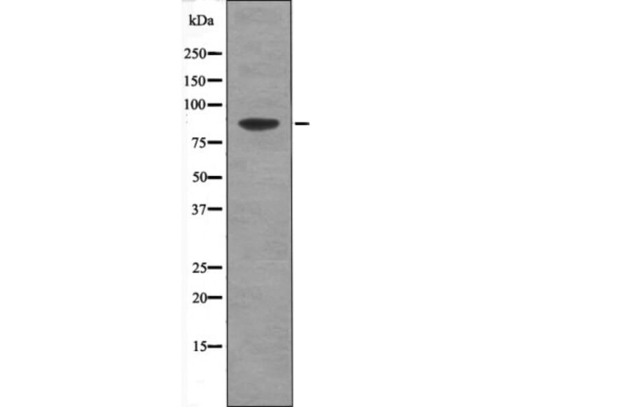 Western blot - TLK1 (Phospho-Ser764) Antibody from Signalway Antibody (12419) - Antibodies.com