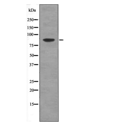 Western blot - TLK1 (Phospho-Ser764) Antibody from Signalway Antibody (12419) - Antibodies.com