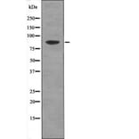 Western blot - TLK1 (Phospho-Ser764) Antibody from Signalway Antibody (12419) - Antibodies.com