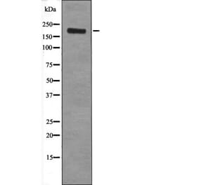 Western blot - Ret (Phospho-Tyr1096) Antibody from Signalway Antibody (12434) - Antibodies.com