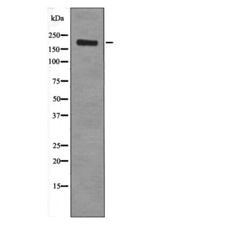 Western blot - Ret (Phospho-Tyr1096) Antibody from Signalway Antibody (12434) - Antibodies.com