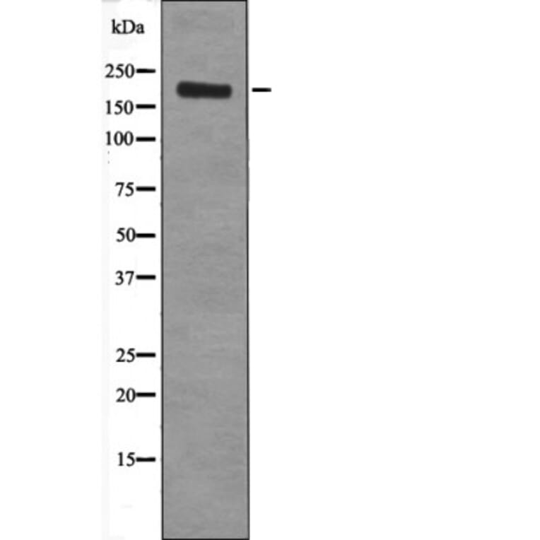 Western blot - Ret (Phospho-Tyr1096) Antibody from Signalway Antibody (12434) - Antibodies.com