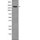 Western blot - Ret (Phospho-Tyr1096) Antibody from Signalway Antibody (12434) - Antibodies.com