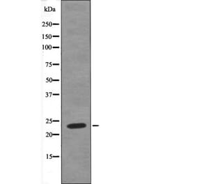 Western blot - HAND1 (Phospho-Ser98) Antibody from Signalway Antibody (12440) - Antibodies.com