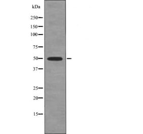 Western blot - Hic-5 (Phospho-Tyr60) Antibody from Signalway Antibody (12441) - Antibodies.com