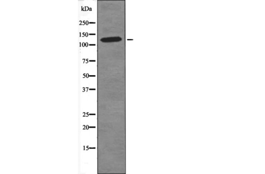 Western blot - MAP4 (Phospho-Ser696) Antibody from Signalway Antibody (12448) - Antibodies.com