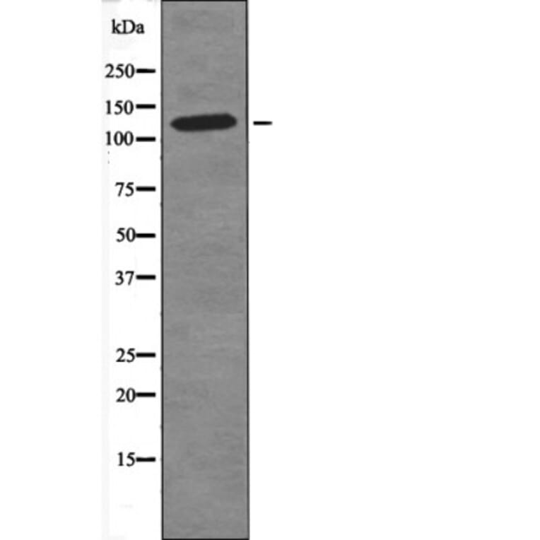 Western blot - MAP4 (Phospho-Ser696) Antibody from Signalway Antibody (12448) - Antibodies.com