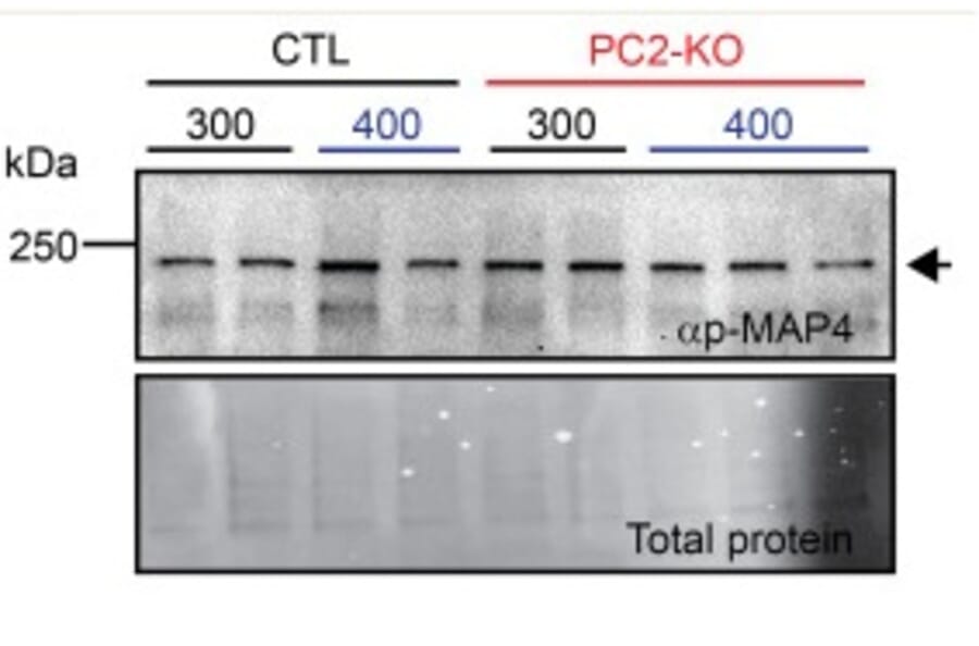 Western Blot - Anti-MAP4 (Phospho-Ser696) Antibody - Antibodies.com