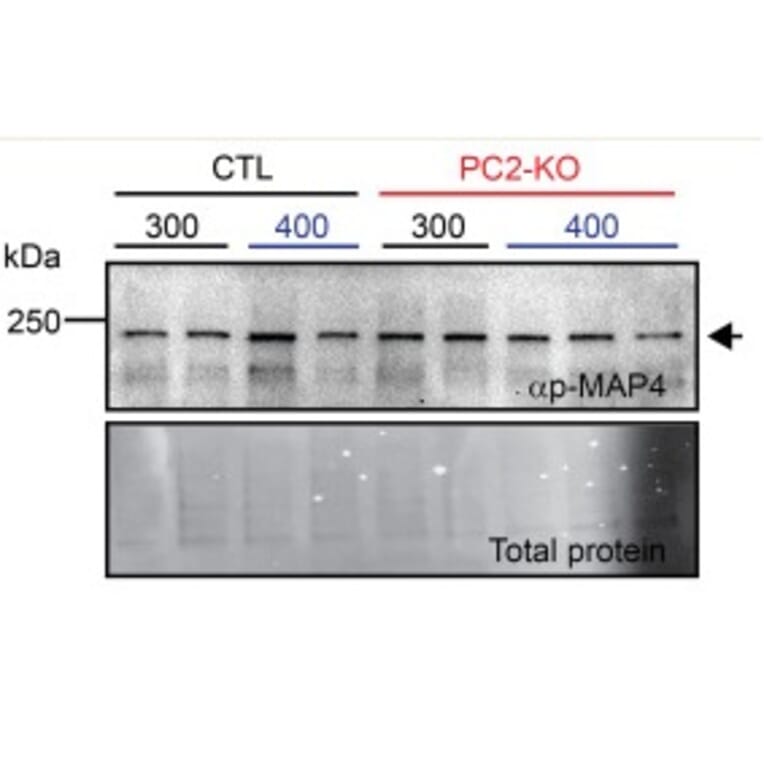 Western Blot - Anti-MAP4 (Phospho-Ser696) Antibody - Antibodies.com