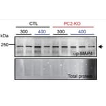 Western Blot - Anti-MAP4 (Phospho-Ser696) Antibody - Antibodies.com